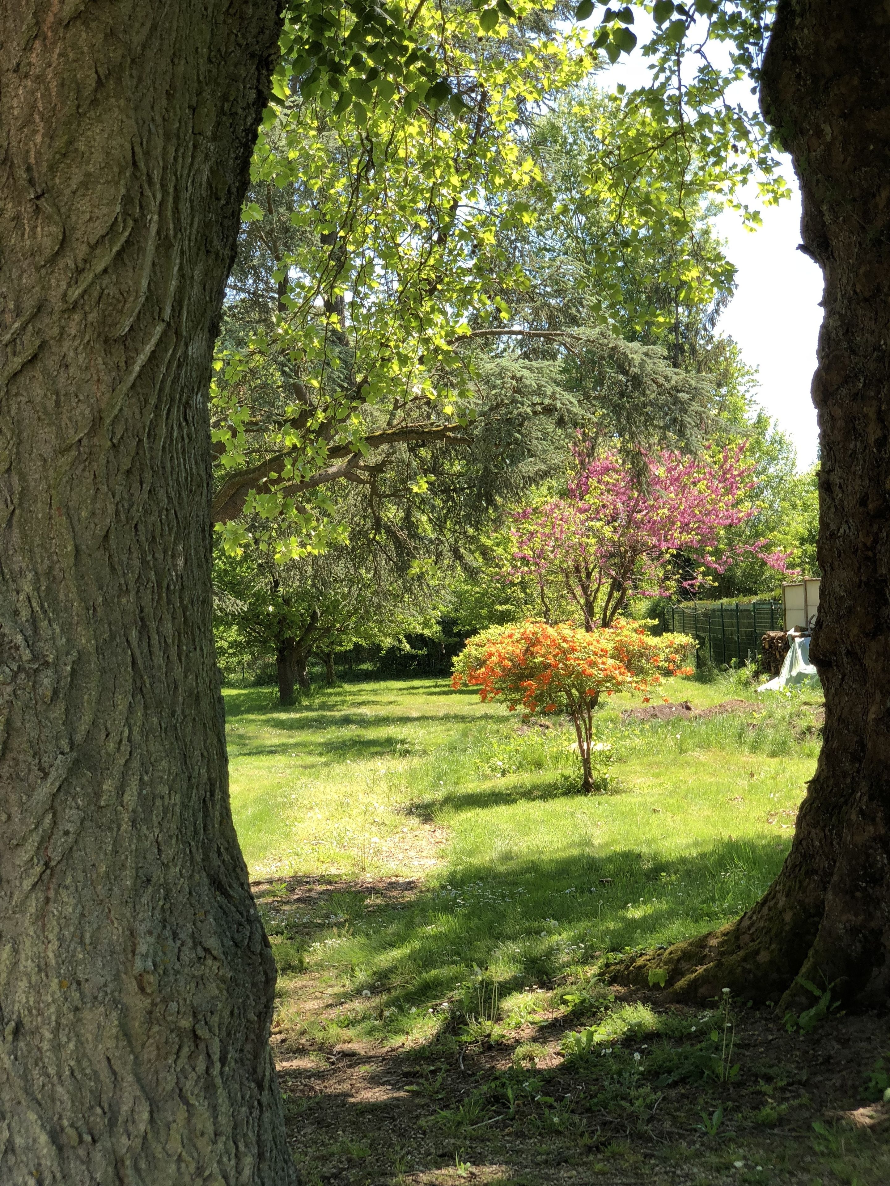 A park with a grassy area, trees, and a small tree with orange leaves.