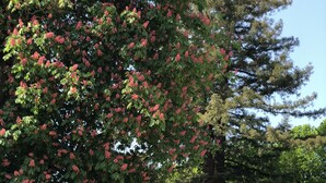 Un jardín con un árbol grande de flores rojas y una enredadera de glicinia con flores moradas.