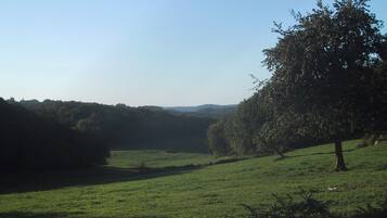 A grassy field with a large tree and a distant hill.