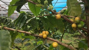 Un invernadero con hileras de árboles cítricos cargados de fruta.