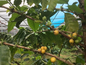 Property grounds - Matayoshi Coffee Farm (Higashi)