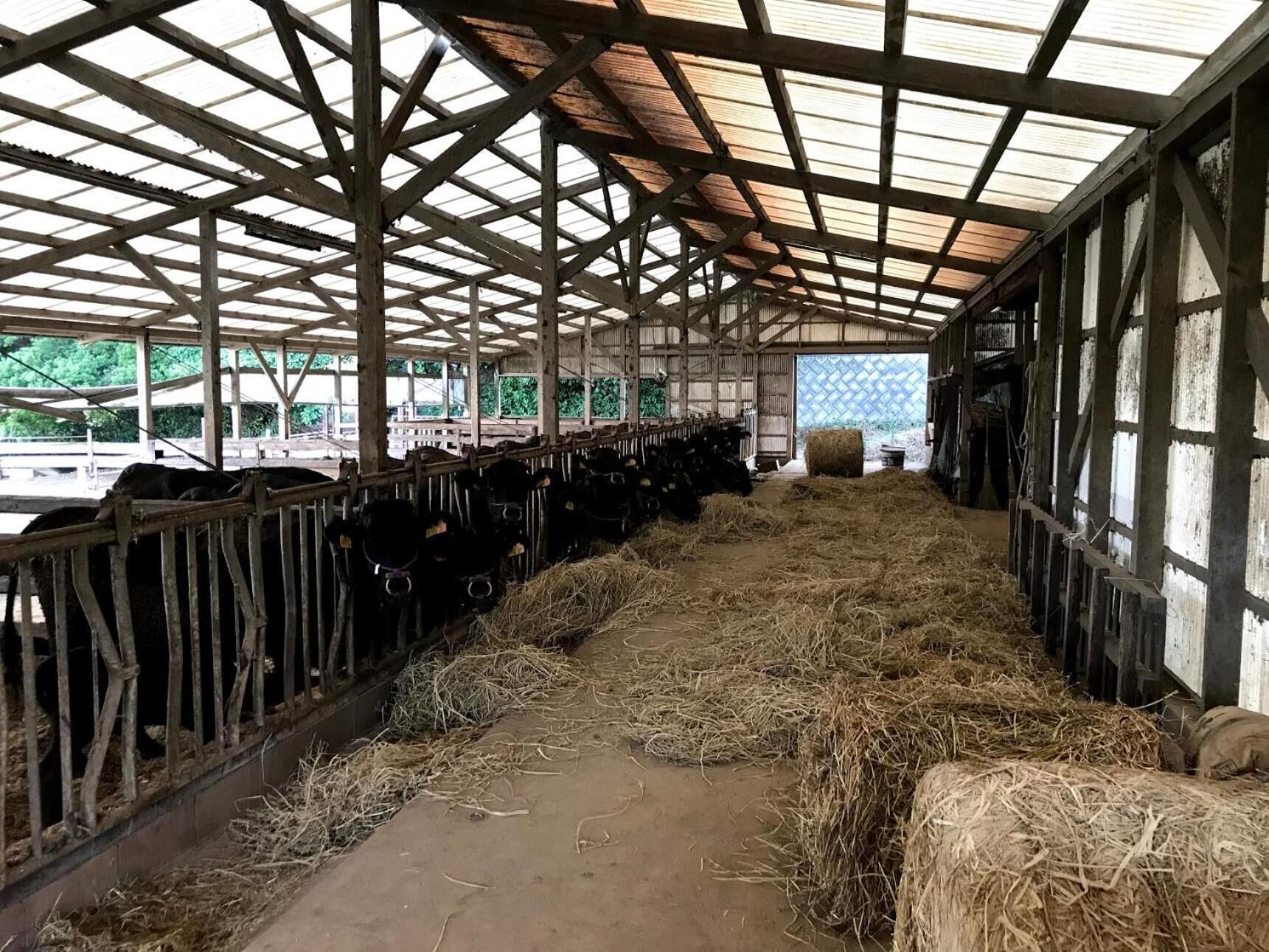 A barn with a metal roof, hay bales, and cows in pens.
