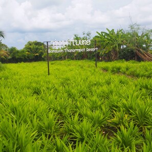 Standard Bungalow, 2 Single Beds | View from room