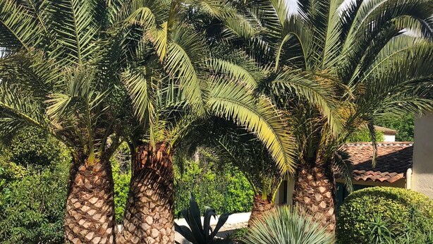 حديقة