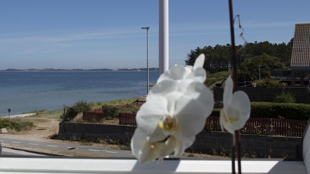 A view of a coastal road with a flower in the foreground, a clear sky, and a body of water in the distance. - Samsø Perlen (Samsø)