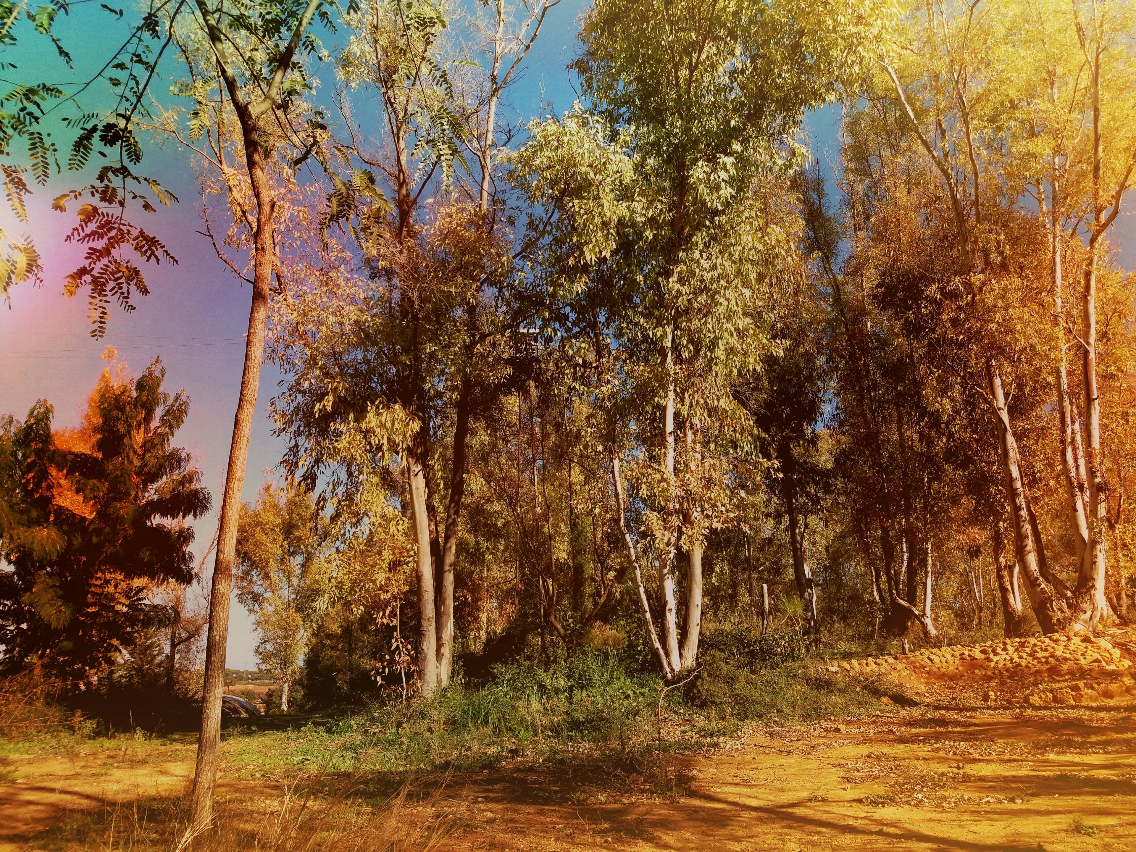 Foto - Huerta La Cansina