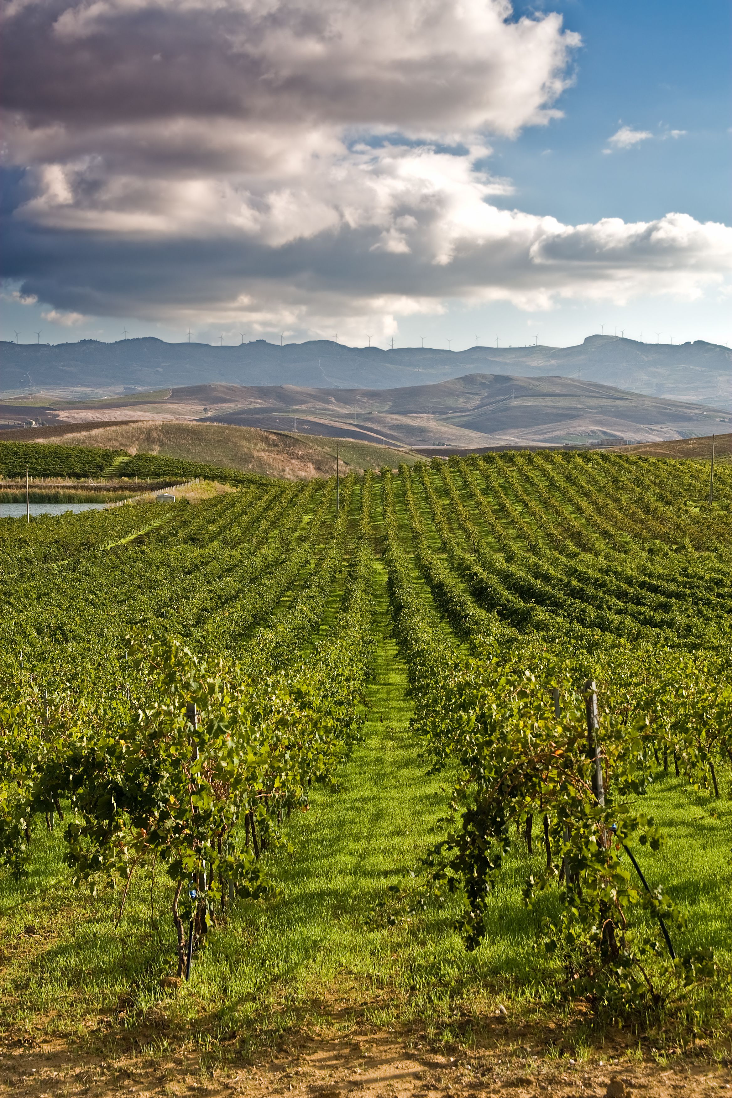 A vineyard with rows of grapevines under a partly cloudy sky.