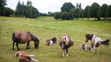 Um campo gramado com vários cavalos pastando e descansando.