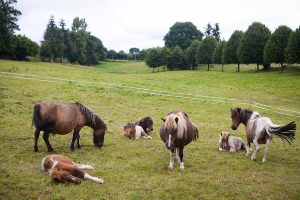 A grassy field with several horses grazing and resting.