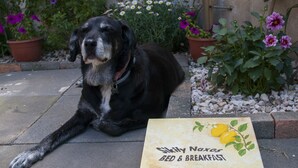 A dog lying on a concrete surface next to a sign that reads "Skilly Noxos BED & BREAKFAST". - B&B Sikily Naxos (Giardini Naxos)