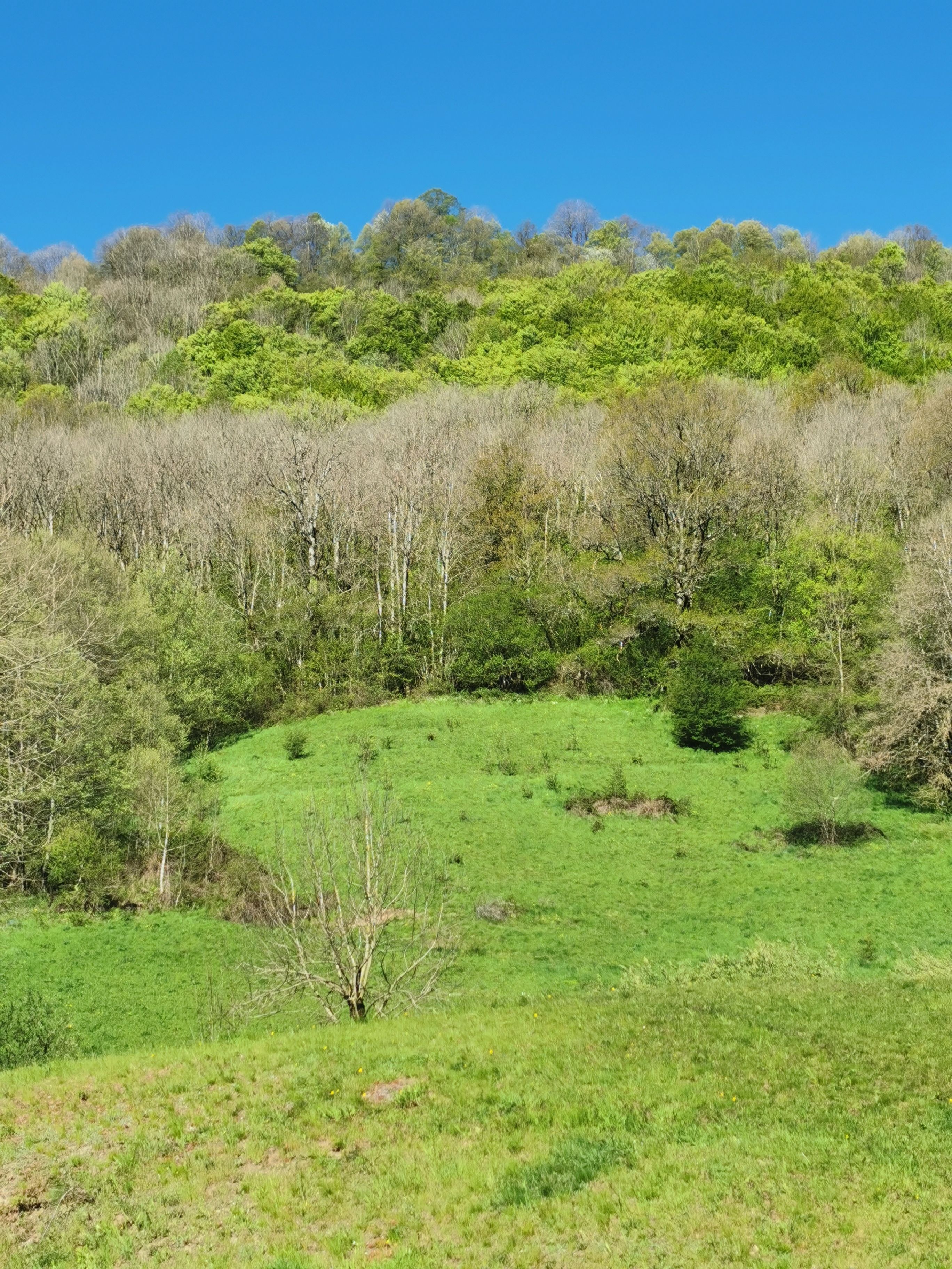 A grassy field with scattered trees and a clear blue sky.