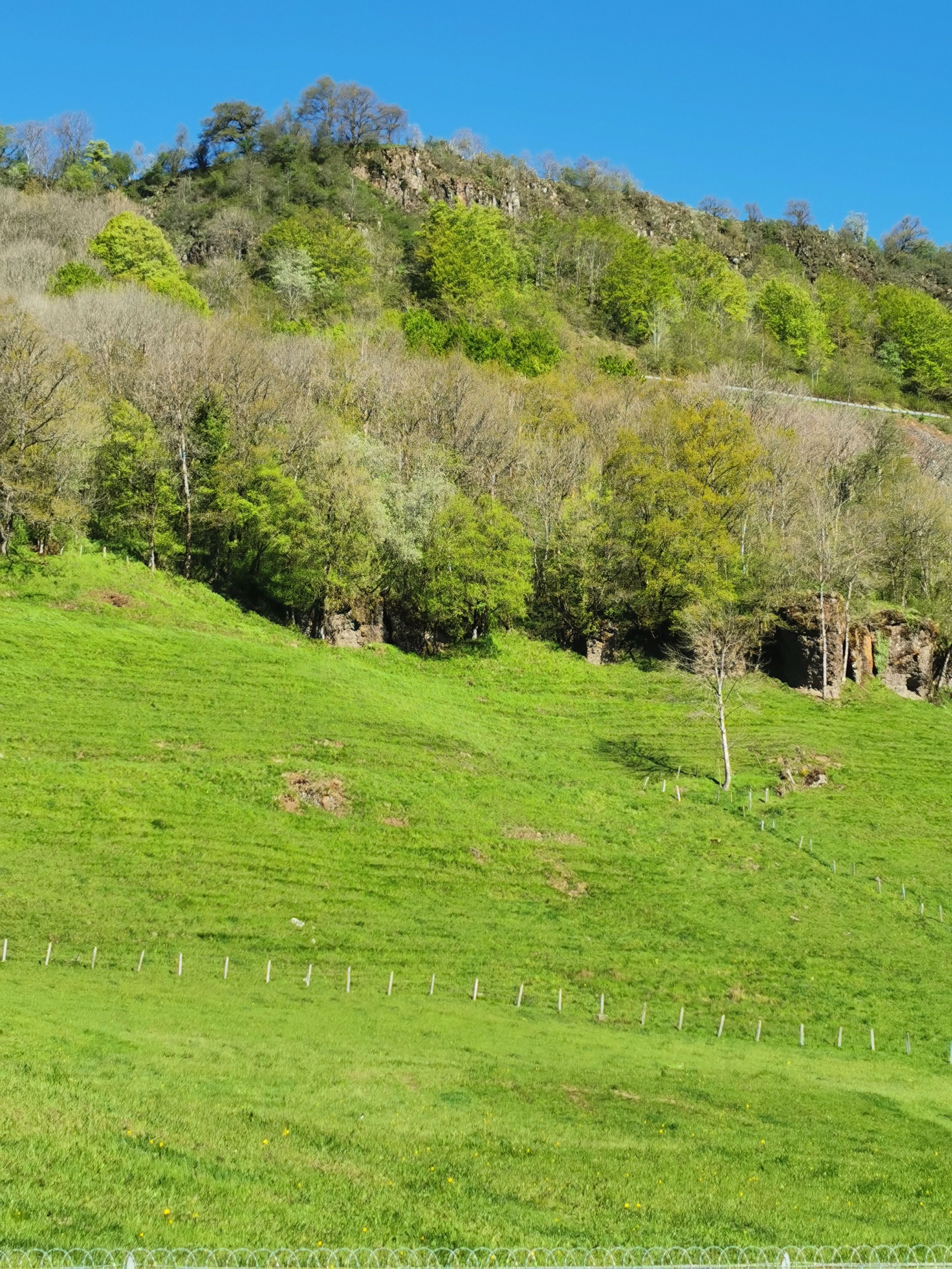 Una ladera cubierta de hierba con árboles y un cielo despejado.