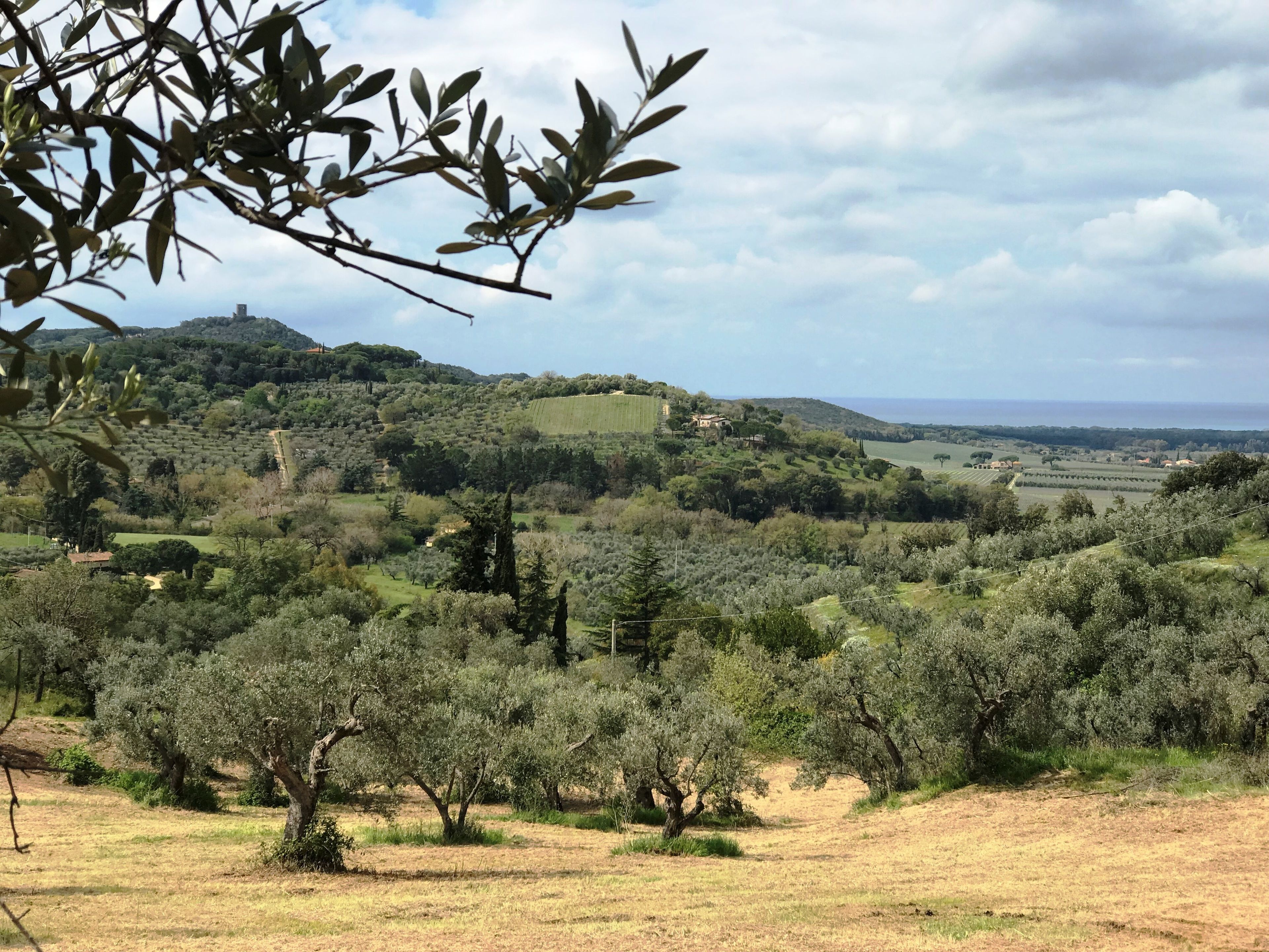 A rural landscape with olive groves, a hill with scattered buildings, and a clear sky.