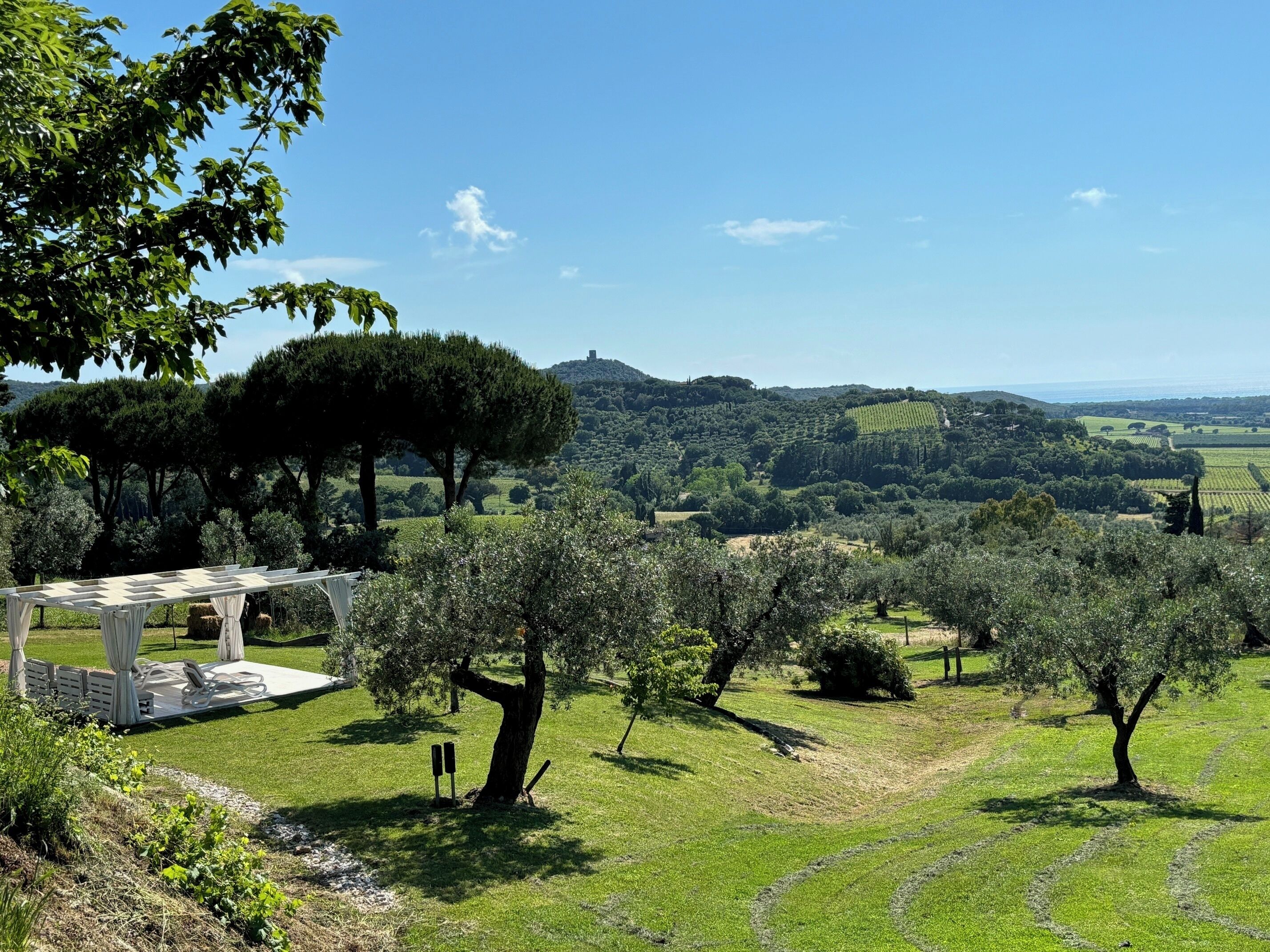 A vineyard with rows of grapevines, a pergola with seating, and a clear view of the surrounding countryside.