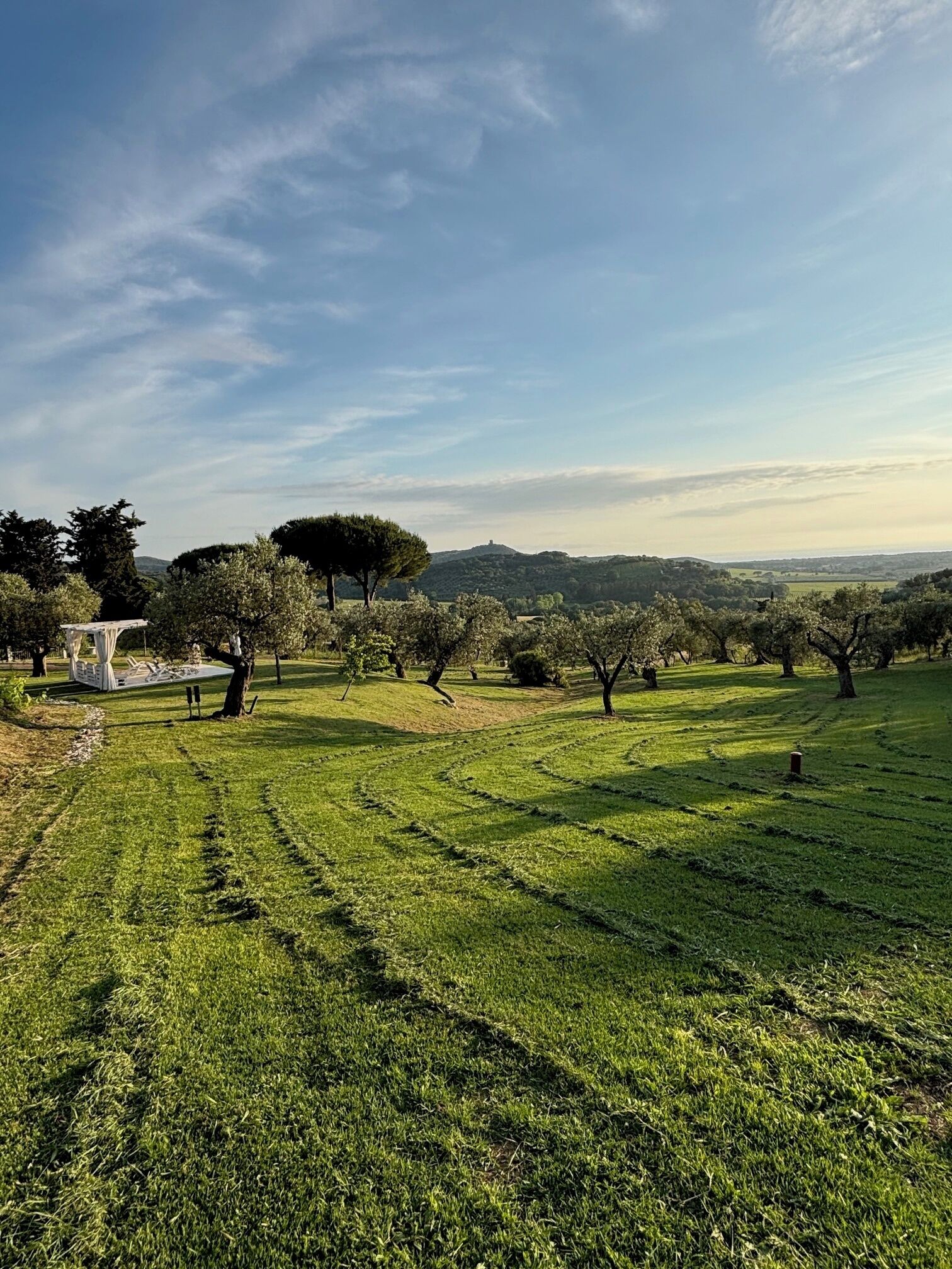 Ein grasbewachsenes Feld mit Bäumen und einer entfernten Hügelkette.