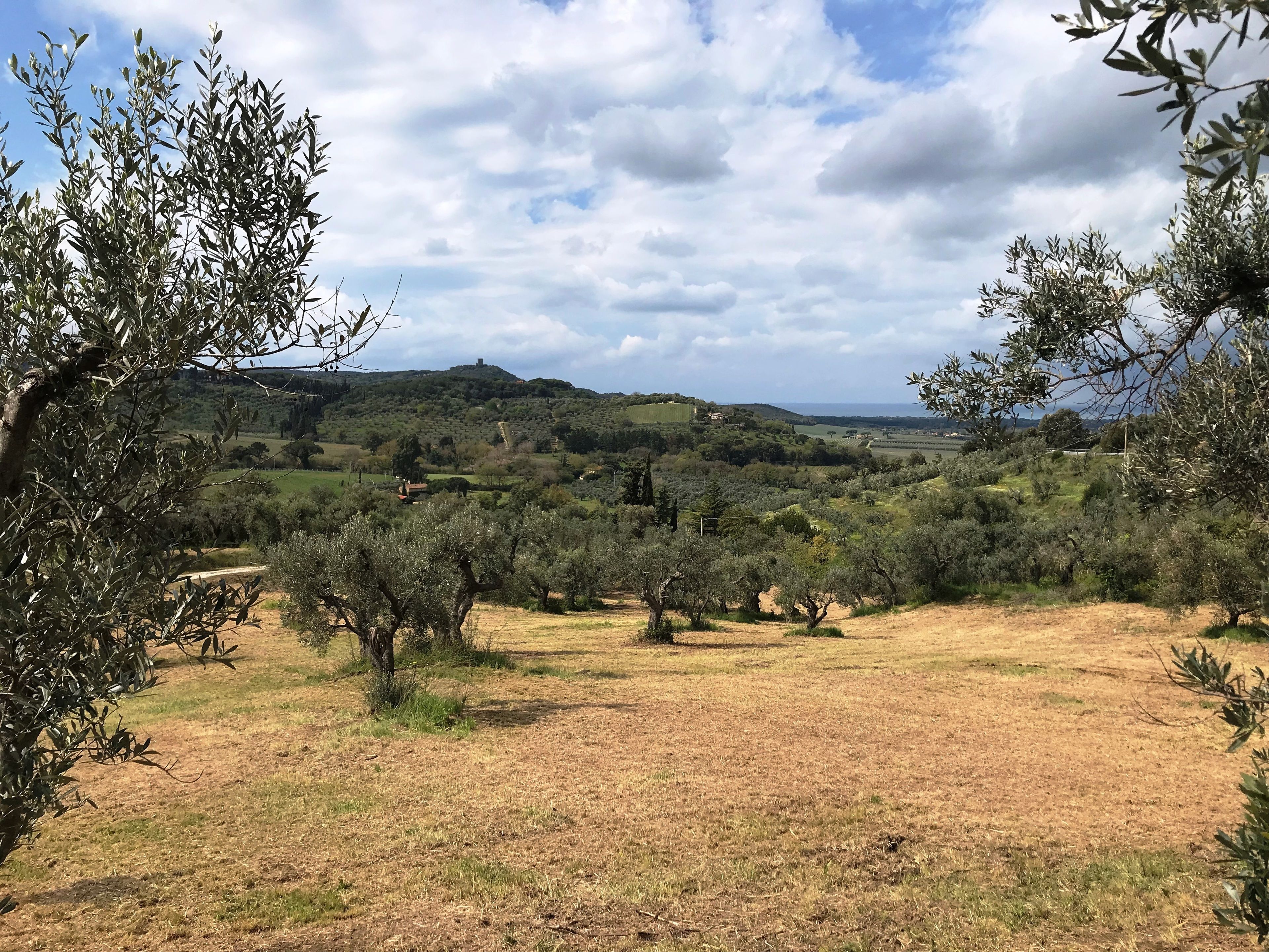A rural landscape with olive trees, a dirt path, and a hilly background.