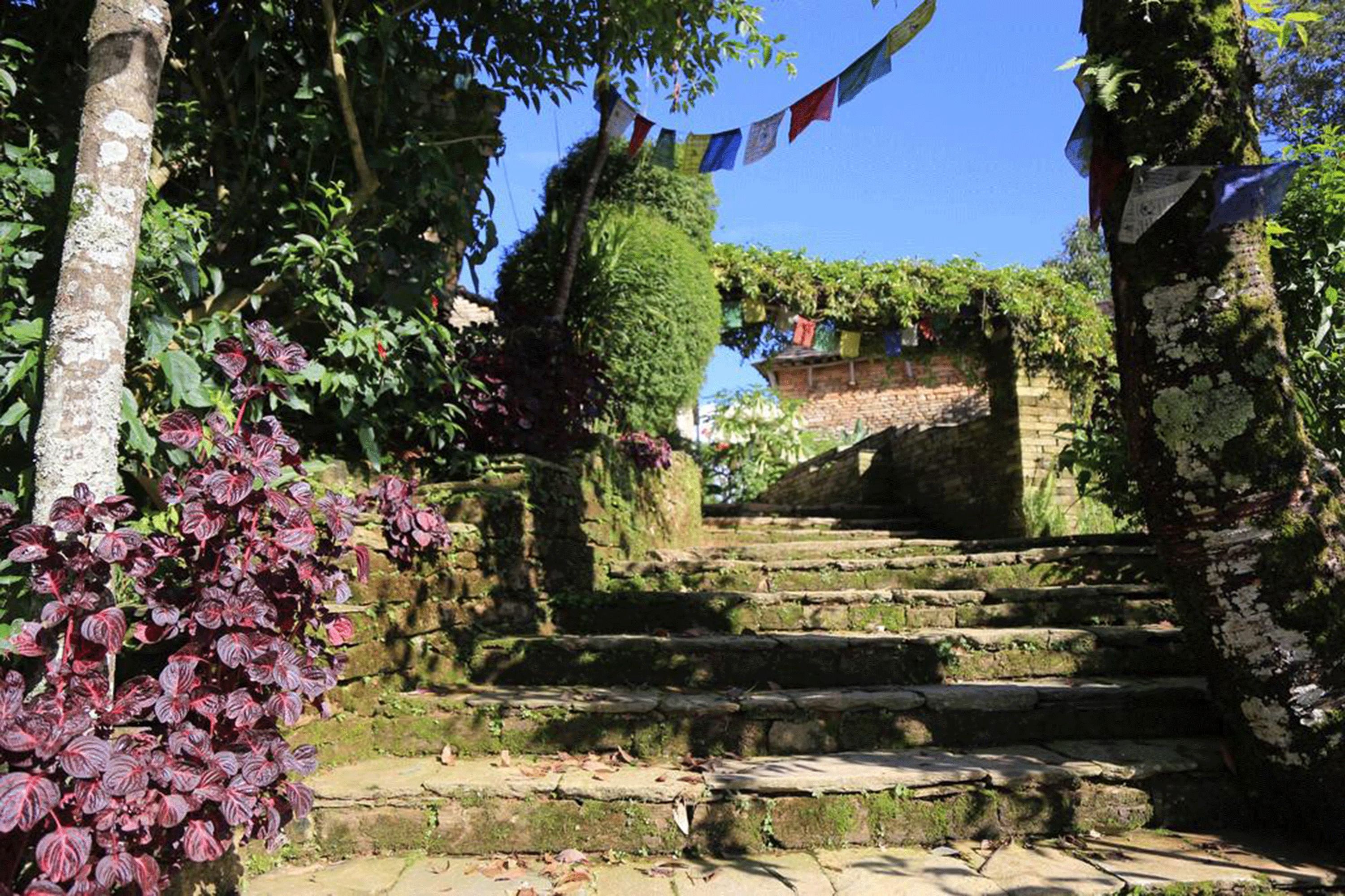 Escadaria de pedra cercada por vegetação exuberante e árvores, conduzindo a um muro de tijolos.