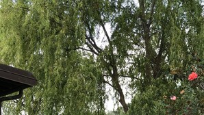 Un parque con un pabellón, un sendero de grava y un gran árbol de hojas verdes.