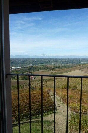 A vineyard with rows of grapevines and a distant mountain range. - Bricco Rosso (Farigliano)