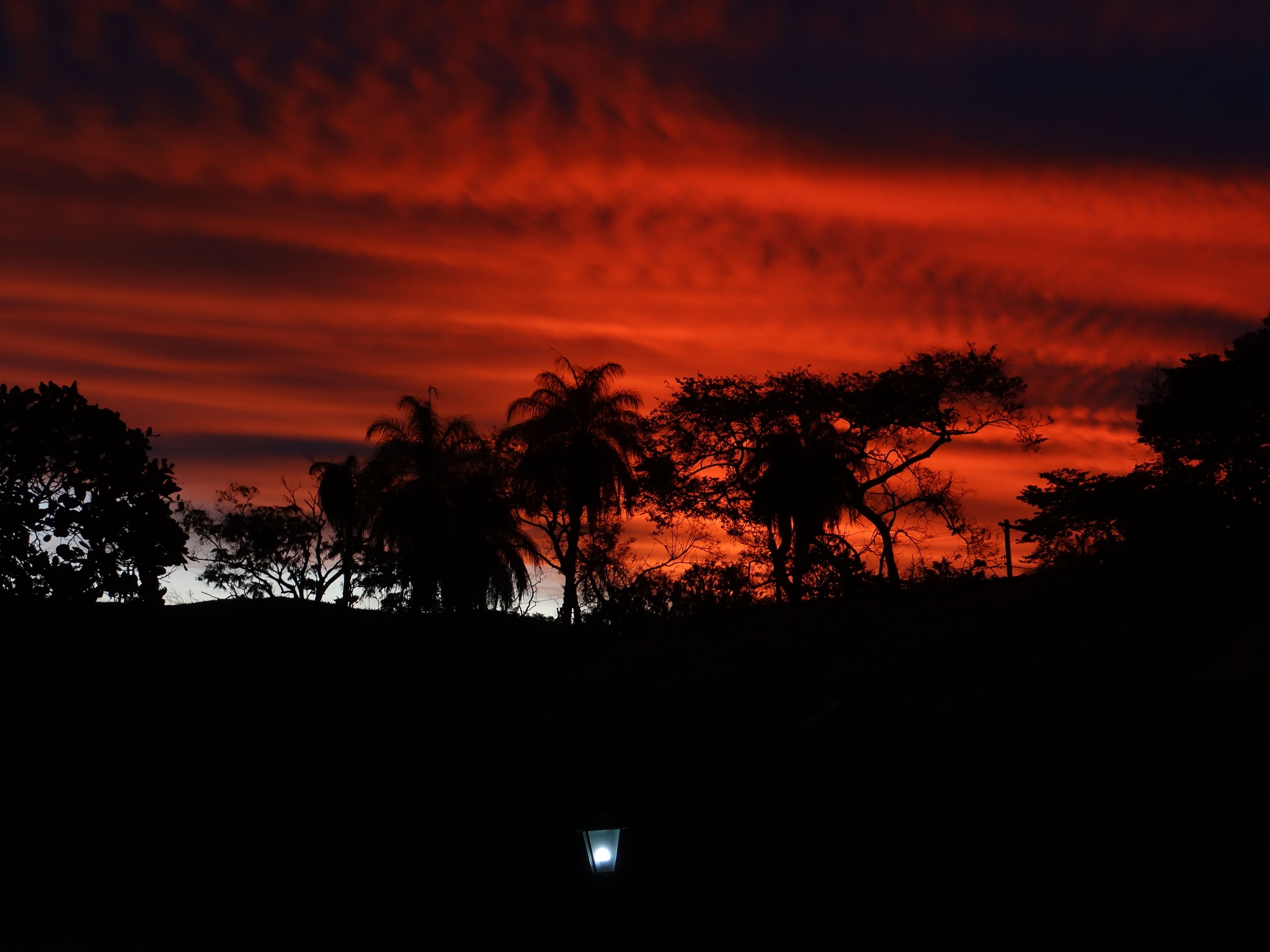 La silhouette d’arbres se découpant sur un ciel au coucher du soleil.