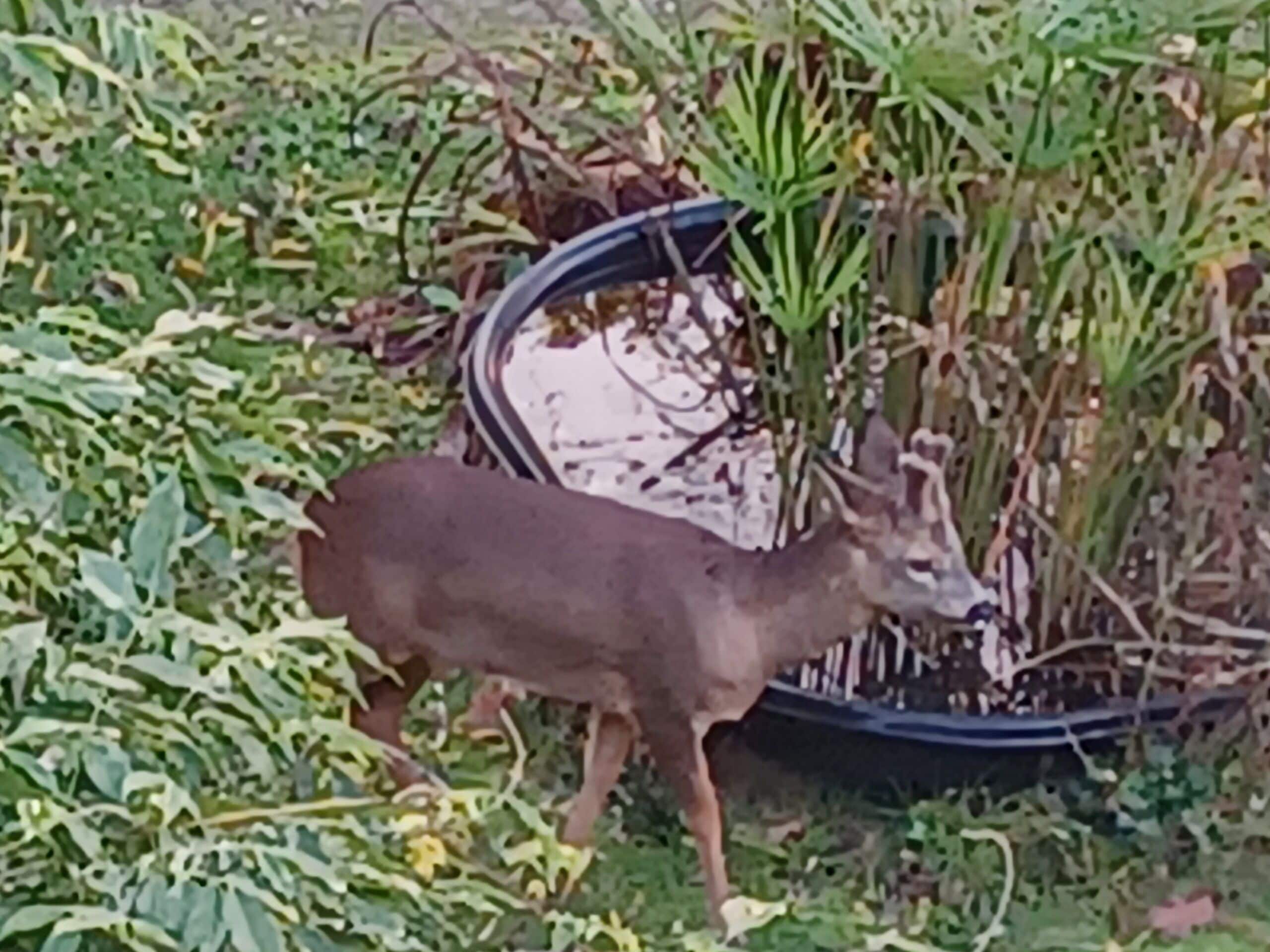 A deer standing near a garden hose.