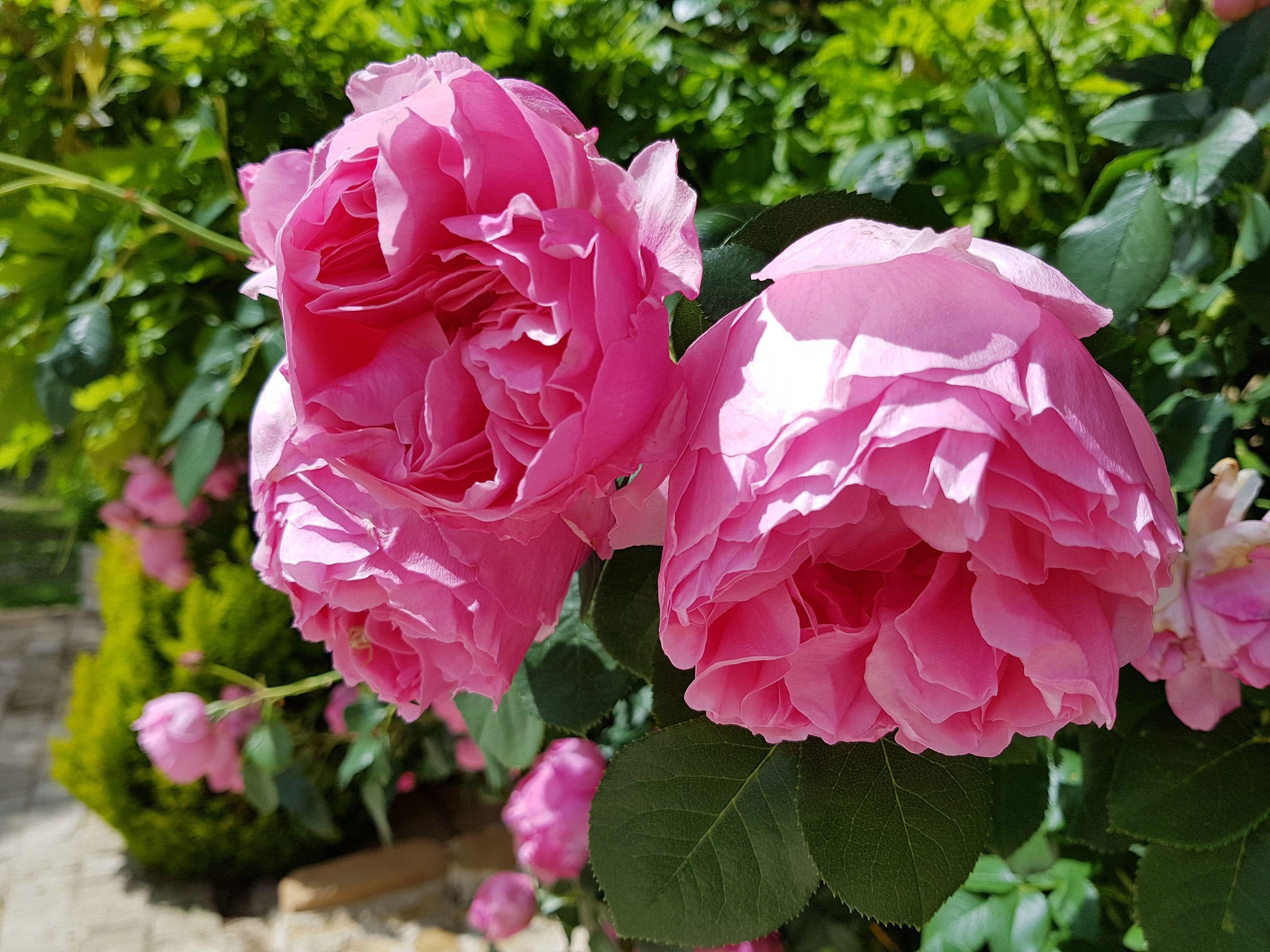 A close-up of two pink roses with green leaves.