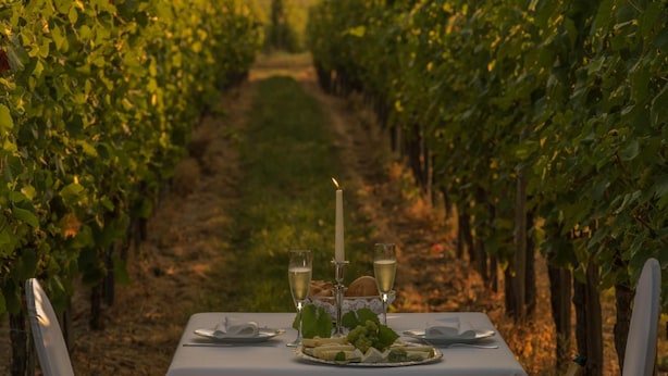 Mesa preparada para una comida en un viñedo, con vistas al campo.