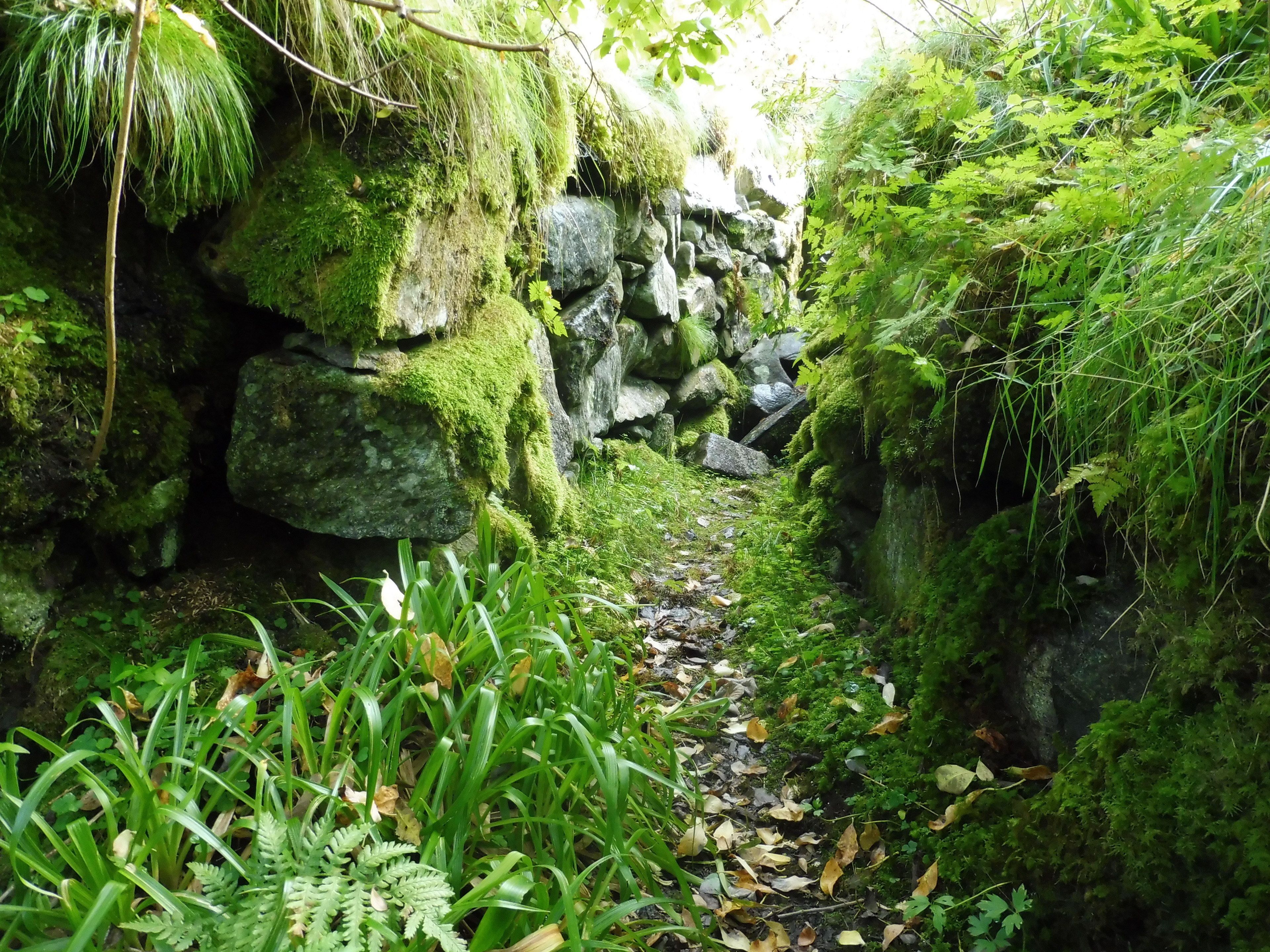 Un sendero estrecho, cubierto de musgo, flanqueado por rocas grandes y follaje denso.