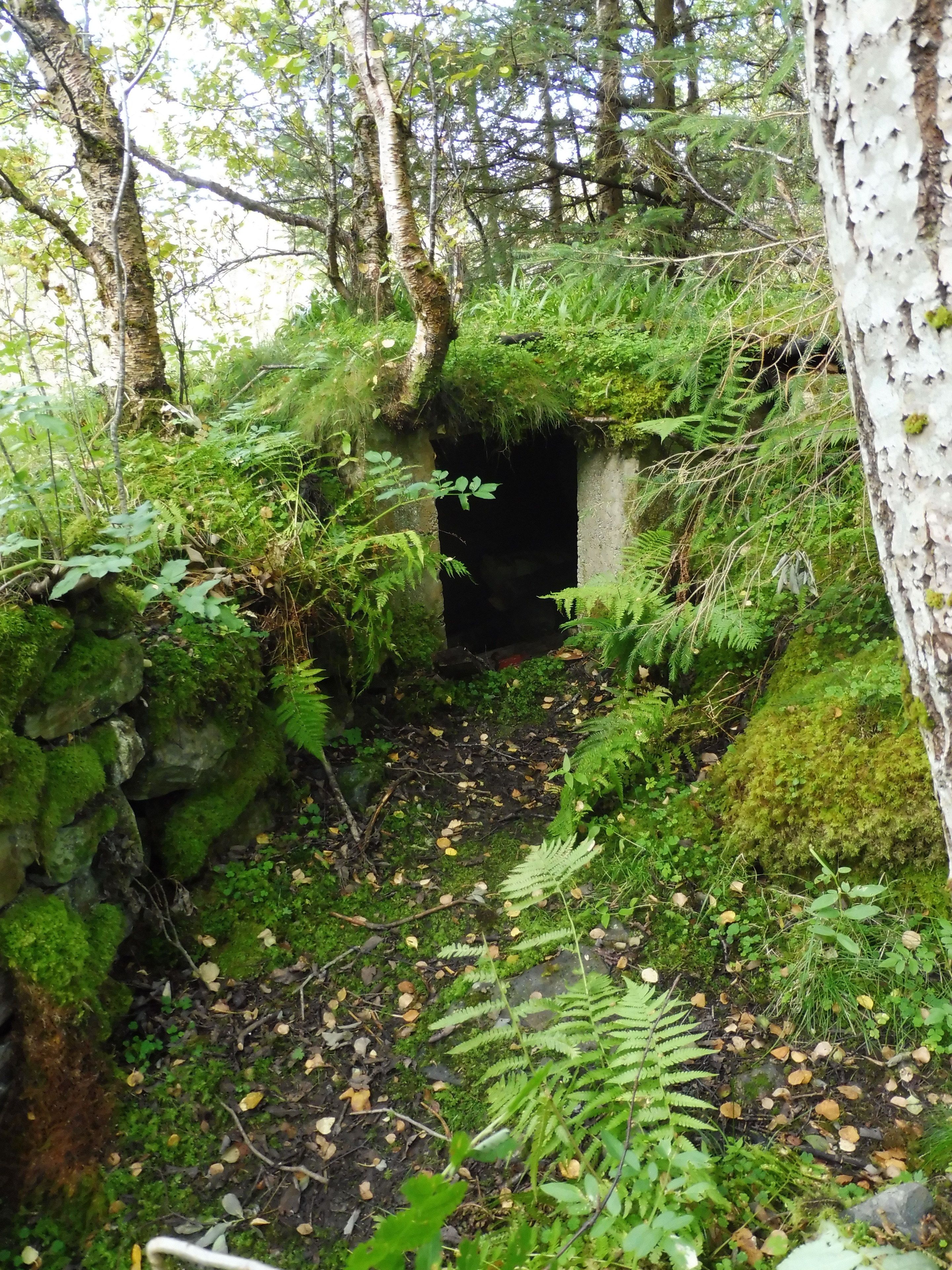 A forested area with a moss-covered stone wall and a tunnel entrance.