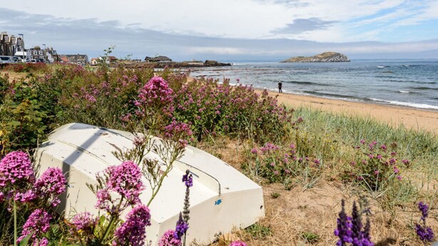 Una playa con una estructura blanca, posiblemente una torre de salvavidas, rodeada de flores moradas y una vista despejada del mar y edificios lejanos.
