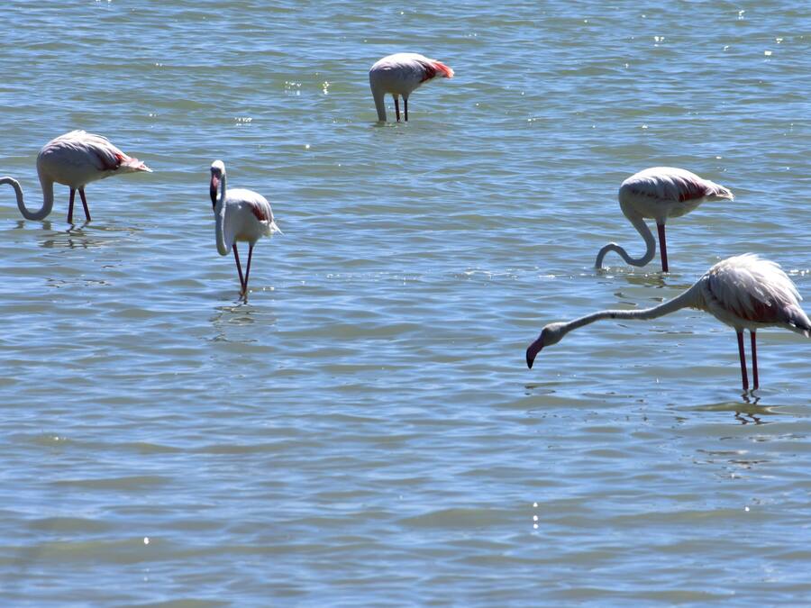 Un grupo de flamencos en el agua.