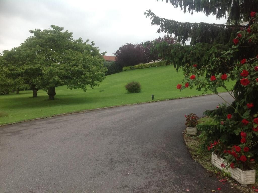 A paved driveway leading to a house with a large tree and a rose bush on the right.