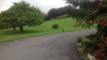 A paved driveway leading to a house with a large tree and a rose bush on the right.