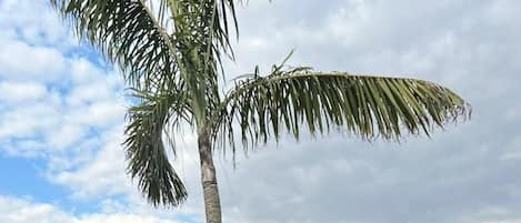 Una silla de mimbre en un patio al aire libre con una palmera y varias macetas con plantas.