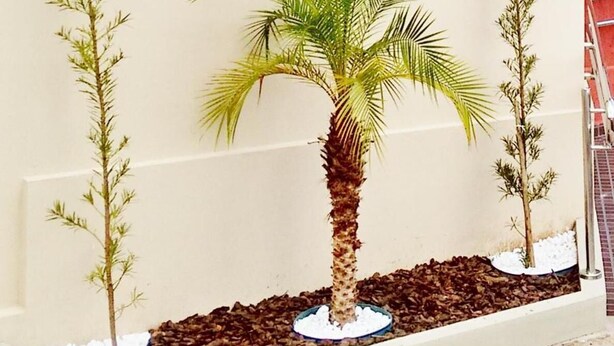 A small palm tree planter with three young palm trees against a plain wall.