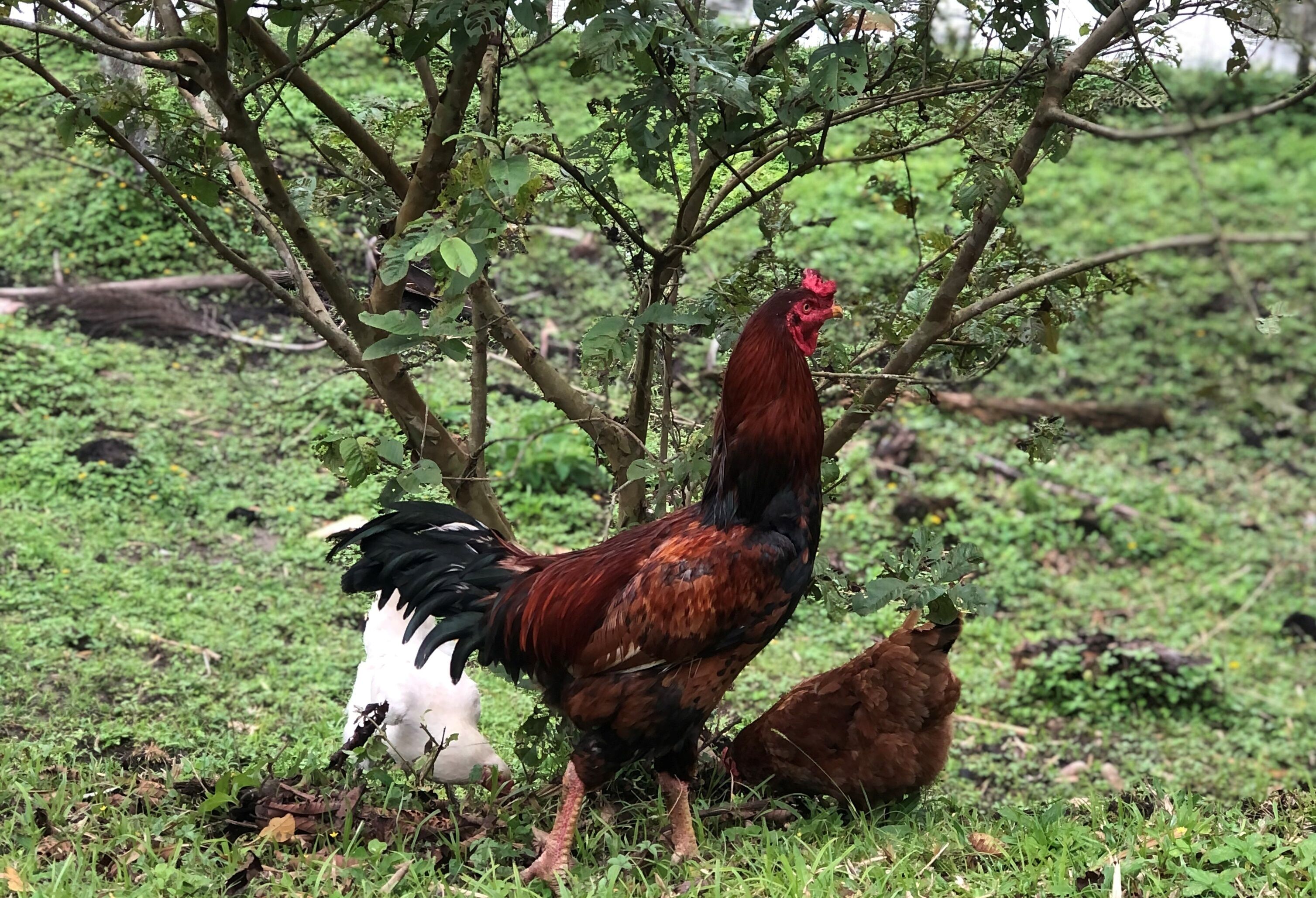 Un gallo de pie sobre la hierba, con un árbol al fondo.