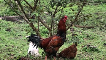 Un gallo de pie sobre la hierba, con un árbol al fondo.