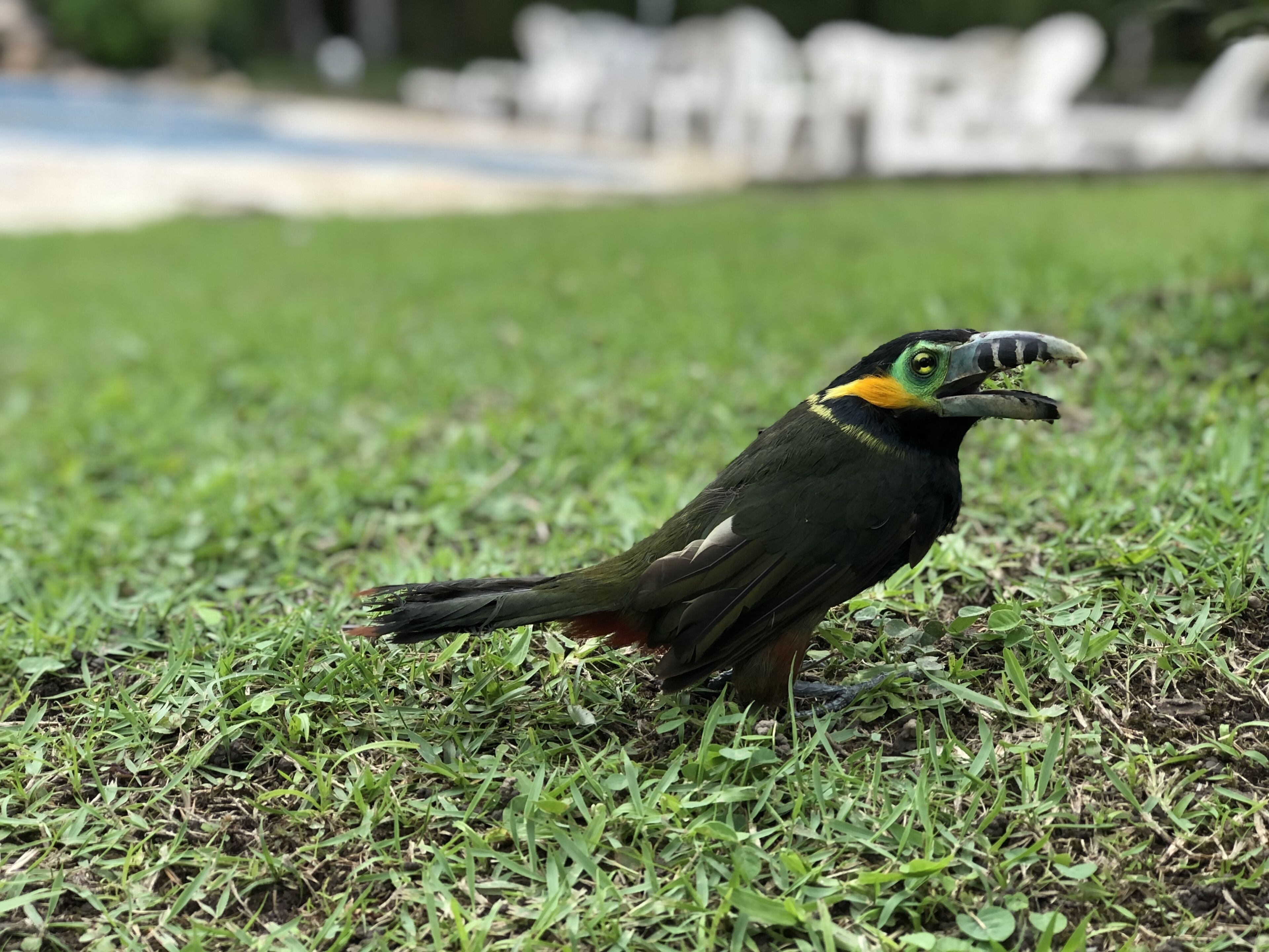 A bird with a distinctive black and yellow head, perched on grass.