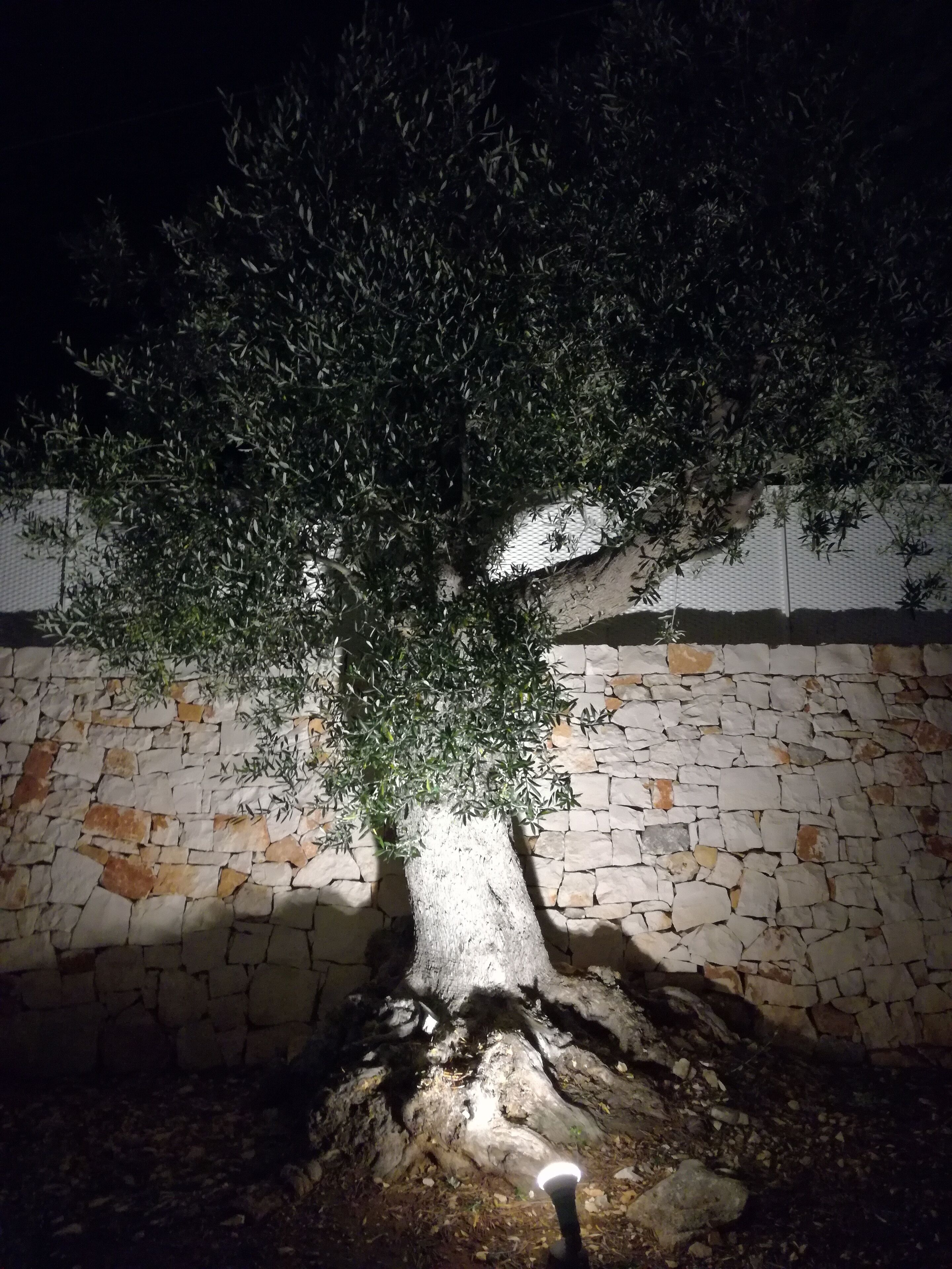 Uma árvore com um muro de pedra ao fundo.