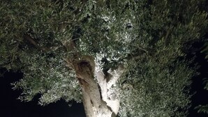 Un arbre, avec une pelouse bien entretenue et un mur de pierres en arrière-plan.