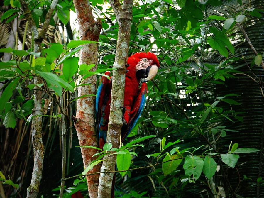 A red and blue macaw perched on a tree branch in a dense, green forest.