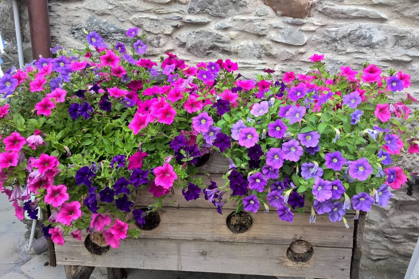 Une jardinière en bois remplie de fleurs aux couleurs vives, dans des tons de violet et de rose, devant un mur de pierre.