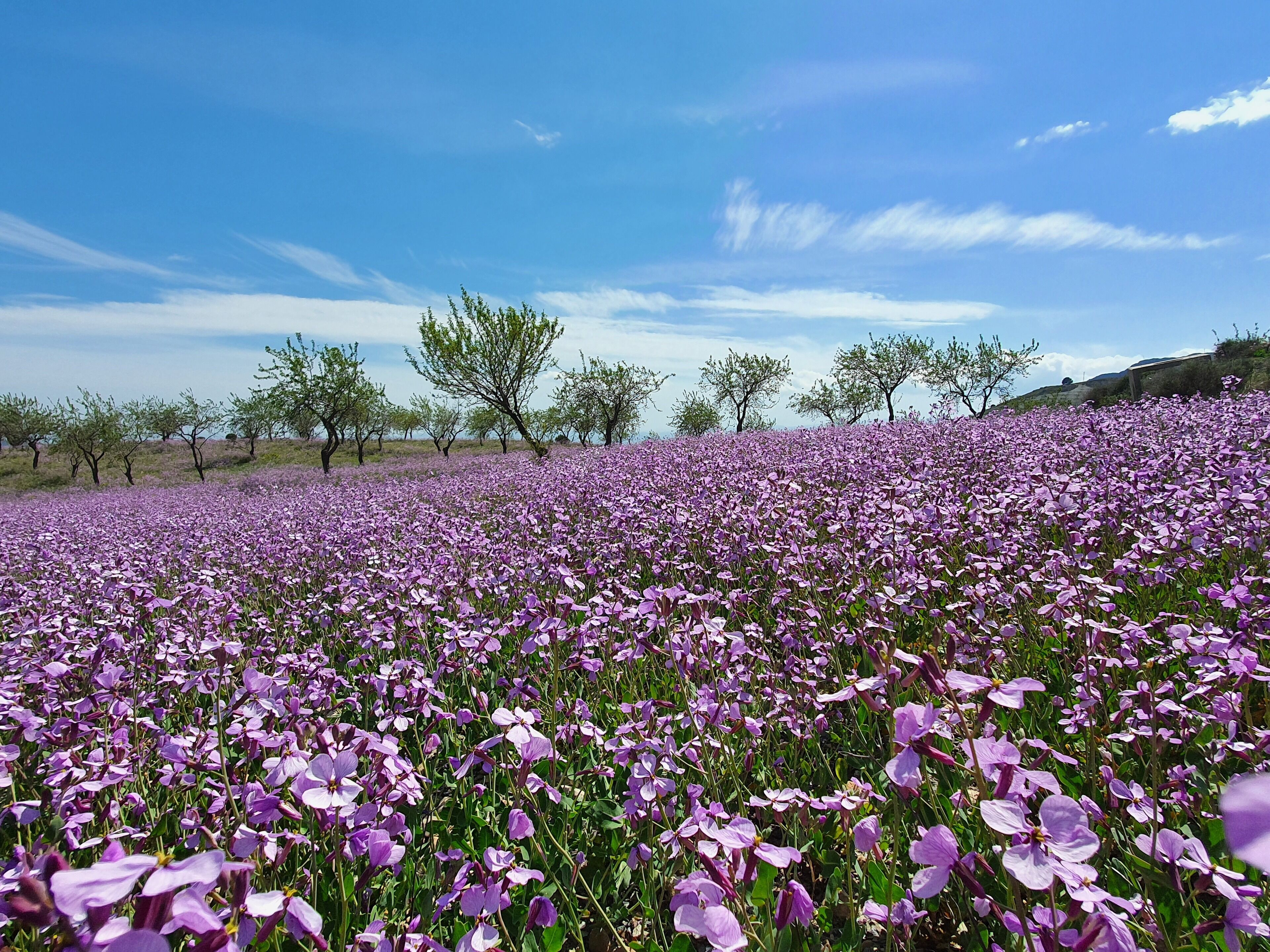 A field of purple flowers under a clear sky.