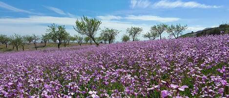 A field of purple flowers under a clear sky.