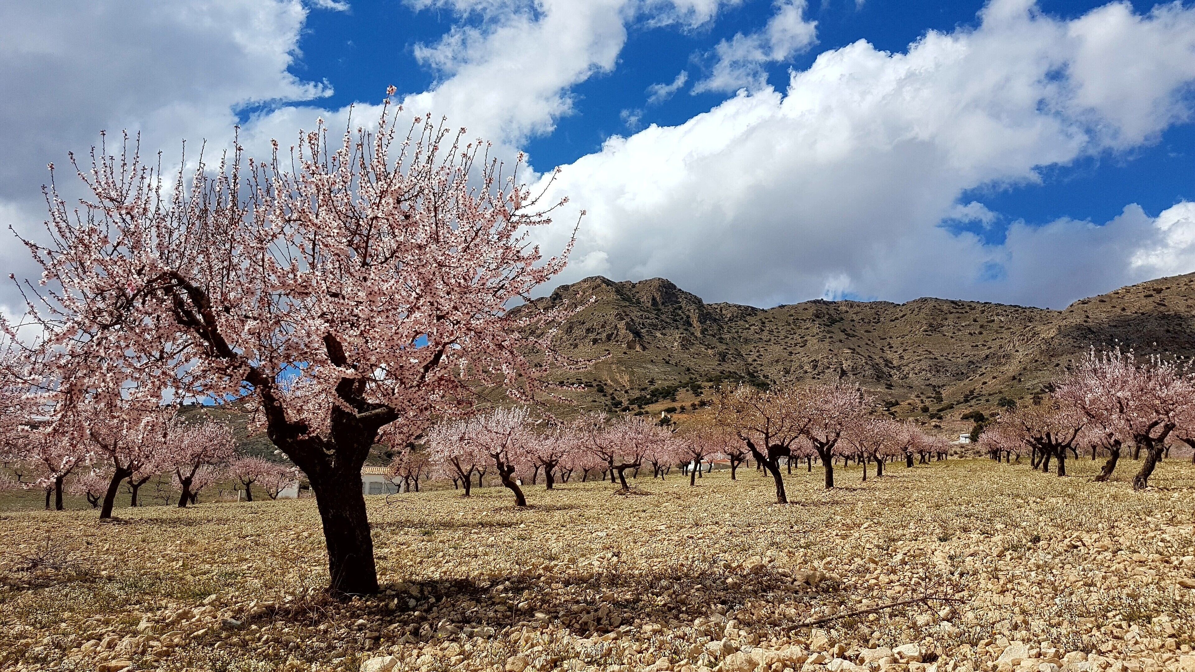 A landscape with a row of trees bearing pink blossoms, a rocky terrain, and a mountain in the background.