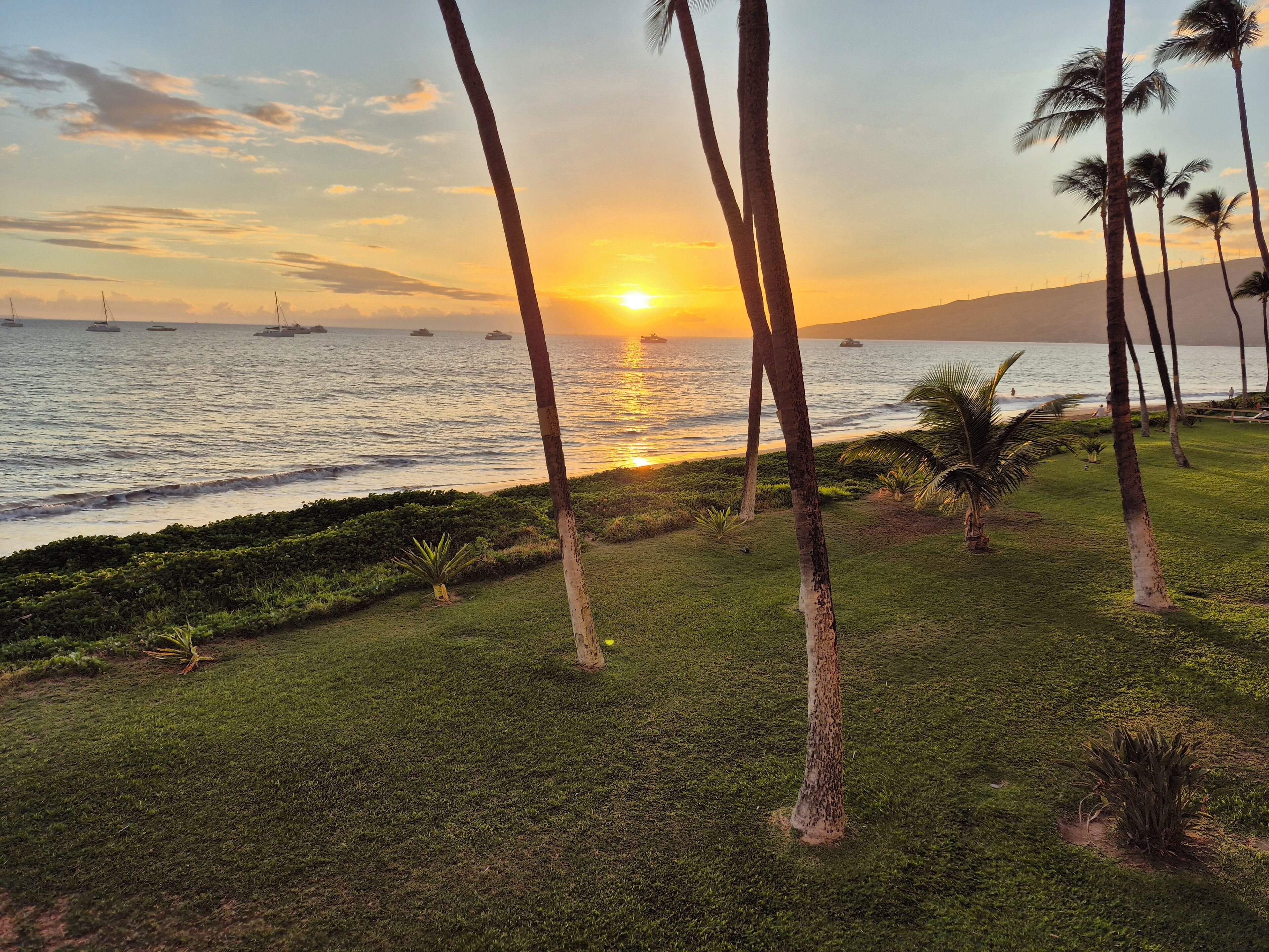 A sunset view over a grassy area with palm trees and a body of water.