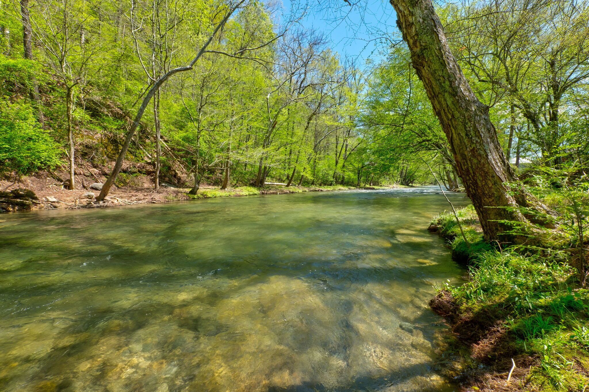 A clear river surrounded by lush greenery and trees.