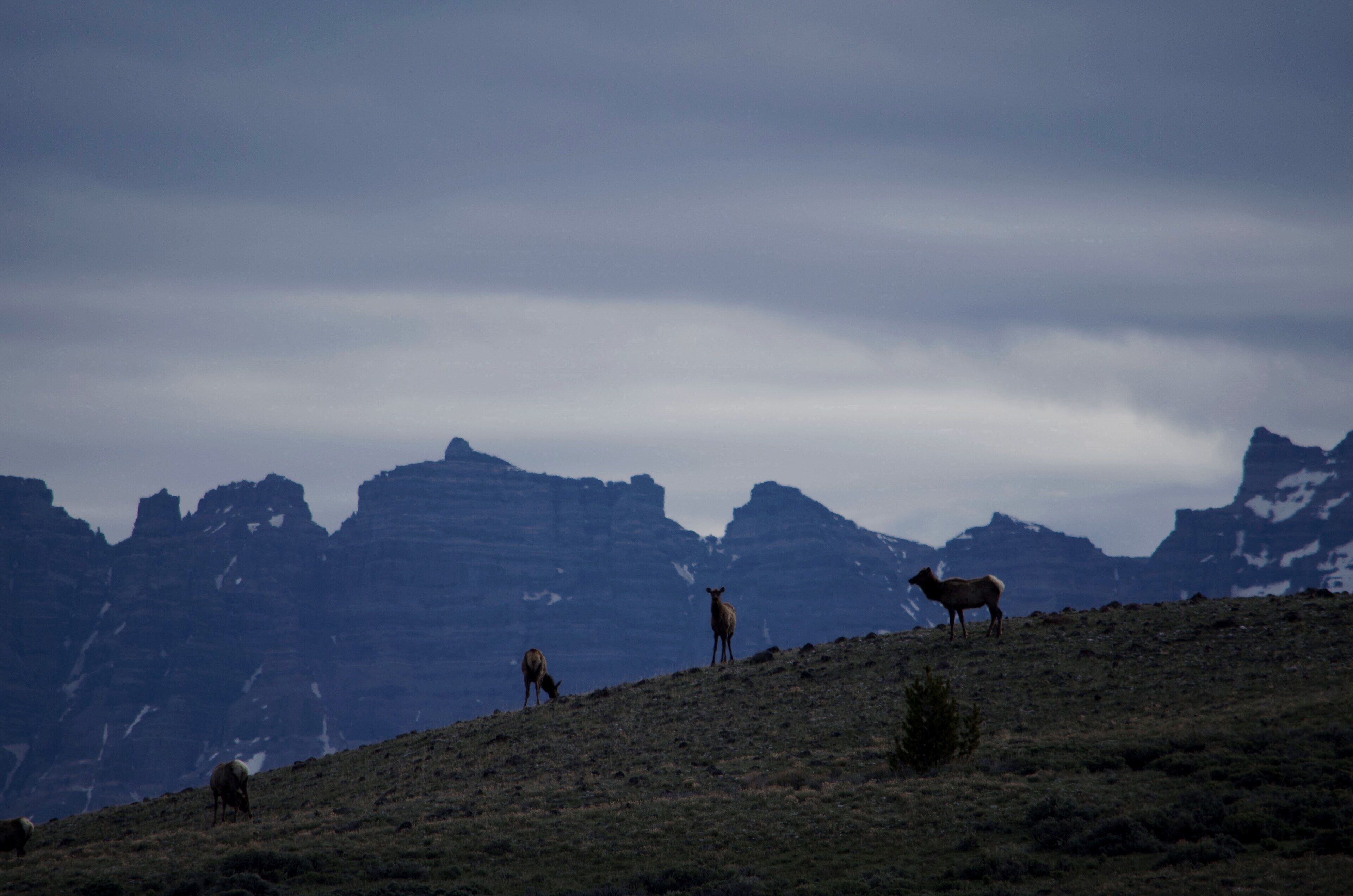 A mountainous landscape with a few sheep grazing.