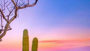 A cactus on a beach with a sunset in the background. - Fabulous Fall and Winter:  HEATED POOL! (Todos Santos)