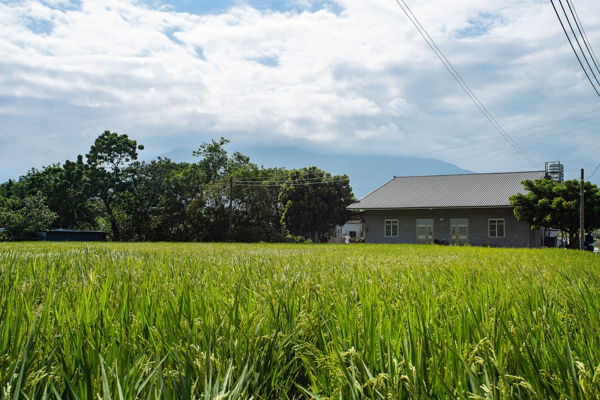 A field of green crops with a building in the background.